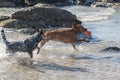 Two dogs playing on the beach Royalty Free Stock Photo
