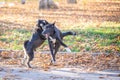 Two dogs playing in the beautiful park. Autumn Royalty Free Stock Photo