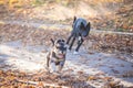 Two dogs playing in the beautiful park. Autumn Royalty Free Stock Photo