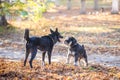 Two dogs playing in the beautiful park. Autumn Royalty Free Stock Photo