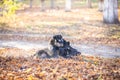 Two dogs playing in the beautiful park. Autumn Royalty Free Stock Photo