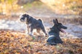 Two dogs playing in the beautiful park. Autumn Royalty Free Stock Photo