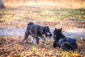 Two dogs playing in the beautiful park. Autumn Royalty Free Stock Photo