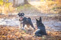 Two dogs playing in the beautiful park. Autumn Royalty Free Stock Photo