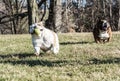 Two dogs playing catch Royalty Free Stock Photo