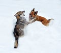 Two dogs playing in a deep snowdrift