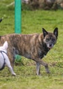 Two dogs playing at a dog park on a sunny day Royalty Free Stock Photo