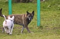 Two dogs playing at a dog park on a sunny day Royalty Free Stock Photo