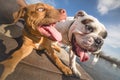 Two dogs playing Royalty Free Stock Photo