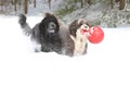 Two Dogs Playing Fetch with a Ball in the Snow