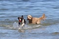 Two Dogs Playing Fetch Royalty Free Stock Photo