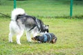 Two dogs playing in the field Royalty Free Stock Photo