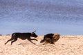 Two dogs playing or fighting on a sandy beach Royalty Free Stock Photo