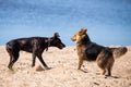 Two dogs playing or fighting on a sandy beach Royalty Free Stock Photo