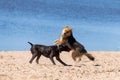 Two dogs playing or fighting on a sandy beach Royalty Free Stock Photo