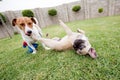 Two dogs playing on the grass in a garden. Royalty Free Stock Photo