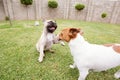 Two dogs playing on the grass in a garden. Royalty Free Stock Photo