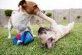 Two dogs playing on the grass in a garden. Royalty Free Stock Photo