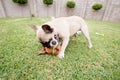 Two dogs playing on the grass in a garden. Royalty Free Stock Photo