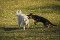 Two dogs playing on grass Royalty Free Stock Photo