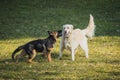 Two dogs playing on grass Royalty Free Stock Photo