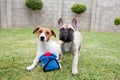 Two dogs playing on the grass in a garden. Royalty Free Stock Photo