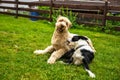 Two dogs playing on the grass in garden Royalty Free Stock Photo