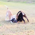 Two dogs playing on grass. Royalty Free Stock Photo