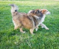 Two dogs playing in grass Royalty Free Stock Photo