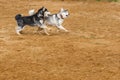 Two dogs playing at ground Royalty Free Stock Photo