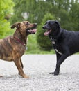 Two dogs playing happily