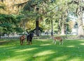 Dogs playing happily in the park.