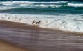 Two dogs playing and jumping in the surf at a dog beach Royalty Free Stock Photo