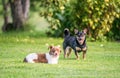 Two dogs playing