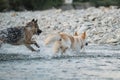 Two dogs are playing merrily by river and spray is flying in different directions. Black and red German Shepherd and half breed of Royalty Free Stock Photo