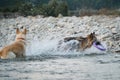 Two dogs are playing merrily by river and spray is flying in different directions. German shepherd with blue ring in its mouth and Royalty Free Stock Photo