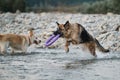 Two dogs are playing merrily by river and spray is flying in different directions. German shepherd with blue ring in its mouth and Royalty Free Stock Photo