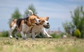 Two dogs playing