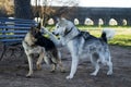 Two dogs playing in a park Royalty Free Stock Photo