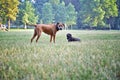 Two dogs playing in the park. Small and big dog. Dog friends. Royalty Free Stock Photo