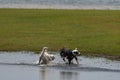 Two dogs playing in a puddle near the shore of a lake Royalty Free Stock Photo