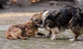 Two dogs are playing. Red and brown doggies bite each other Royalty Free Stock Photo