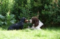 Two dogs playing rough in grass Royalty Free Stock Photo