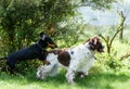 Two dogs playing rough in grass Royalty Free Stock Photo