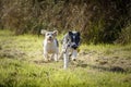 Two dogs playing running for a toy Royalty Free Stock Photo