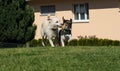 Two dogs playing with the same toy