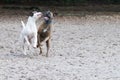 Two dogs playing in the sand Royalty Free Stock Photo