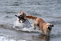 Golden retrievers playing at beach Royalty Free Stock Photo