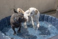 Two dogs playing in a small swimming pool outdoors Royalty Free Stock Photo