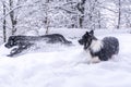 Two dogs playing on snow in winter season Royalty Free Stock Photo